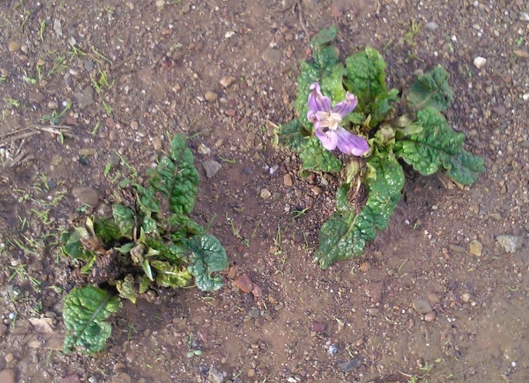 Mandragora autumnalis